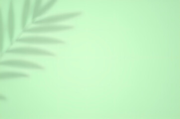 Palm Leaf Shadow on Pastel Green Background - Tropical Nature Co