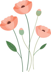 Delicate peach poppies with green leaves on black background poppy flower