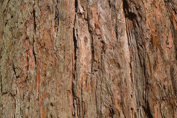 Texture tree trunk bark close-up