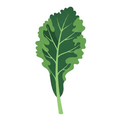 Single green kale leaf with stem illustration.