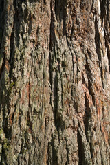 Tree trunk bark close-up texture