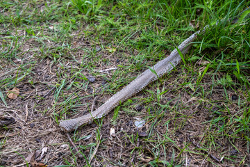 snake skin abandoned