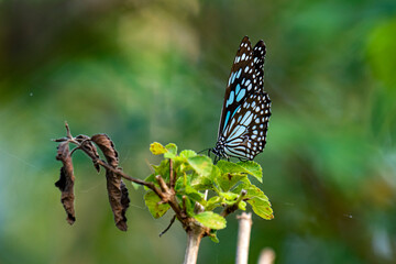 The image shows a Blue Tiger butterfly (Tirumala limniace) resting on a vibrant green leaf, showcasing its striking black wings with delicate blue and white markings.