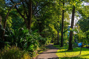 Asphalt pathway in green city park fresh foliage garden