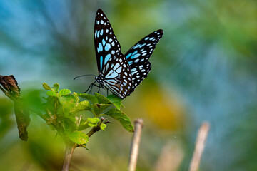 The image shows a Blue Tiger butterfly (Tirumala limniace) resting on a vibrant green leaf, showcasing its striking black wings with delicate blue and white markings.