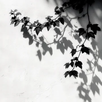 Dense Ivy Leaf Silhouette on White Background