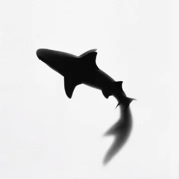 High Contrast Gobo Pattern of Shark Silhouette