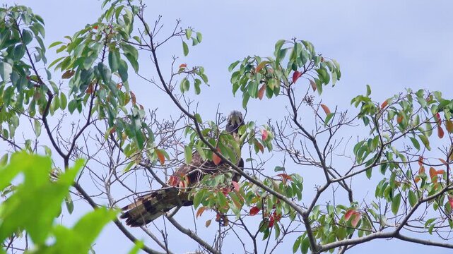 Hony buzzard (Pernis ptilorhynchus torquatus) Mountainous rainforest on Borneo island, Malaysia. January