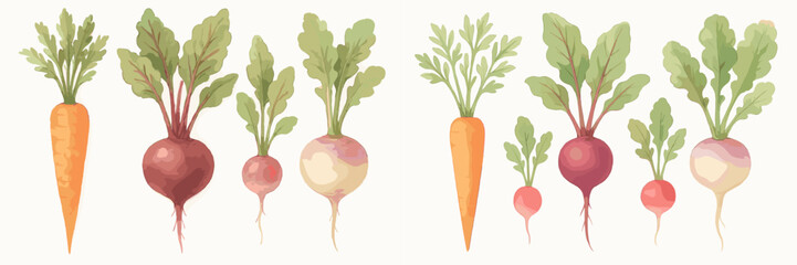 Fresh organic root vegetables with green leaves including carrots, beets, radishes, and turnips on white background