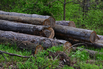 a pile of Logs of Cut Trees in a Forest