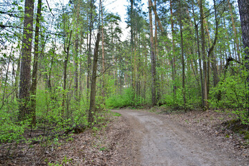 Forest Path A Dirt Road through a Lush Green Woodland