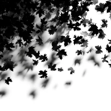 Graphic Autumn Leaf Shadows on White Background