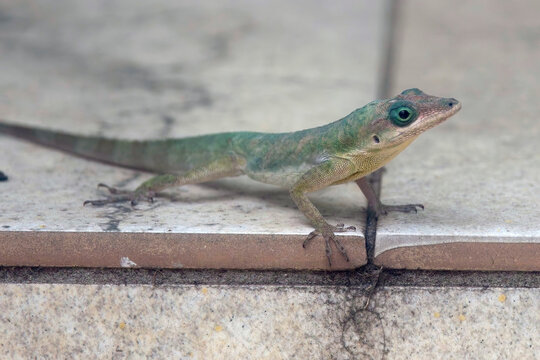 Grenada Bush Anole, (Anolis Aeneas), a lizard found on Grenada, West Indies.