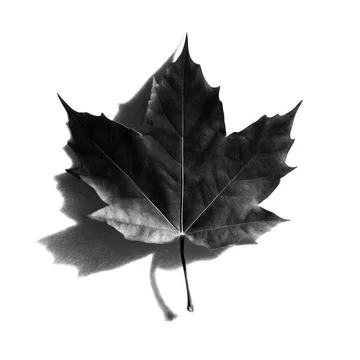 High Contrast Gobo Pattern of Falling Autumn Leaves