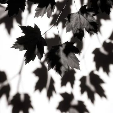 Black and White Maple Leaf Shadow Texture