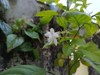 Obraz premium Delicate White Jasmine Bloom and Buds Against a Rustic Textured Wall