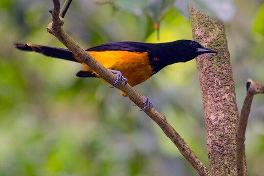 Montserrat Oriole (Icterus oberi) a rare endemic of the island of Monserrat, West Indies.