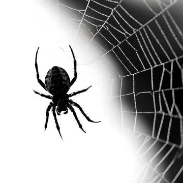 Graphic Spider Silhouette with Web on White Background