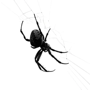 Black and White Spider Web Silhouette Texture