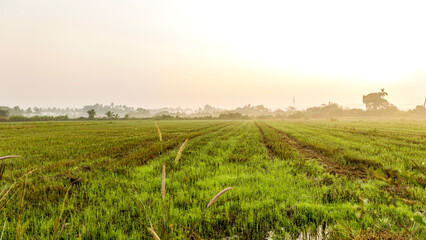 shot of Sangolda fields in Goa during winter sunrise, with fog, green farmland, palm trees, and natural leading lines creating a tranquil rural landscape.