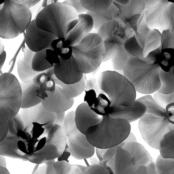 Orchid Petal Silhouette Shadows in Bold Monochrome