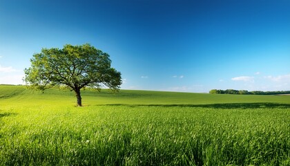 Obraz premium A Tree Is In The Foreground Of A Field Of Grass The Sky Is Clear And Blue The Grass Is Green And Lush