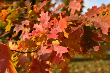 Fall foliage with colorful yellow leaves