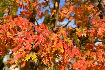 Yellow autumn leaves texture for background