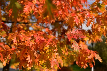 Autumn background with yellow fall leaves