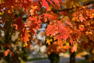Autumn background with yellow fall leaves