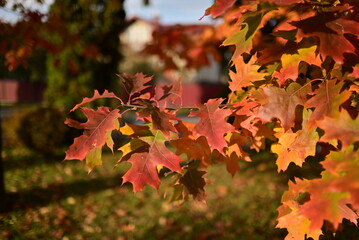 Fall foliage with colorful yellow leaves