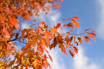 Autumn background with yellow fall leaves