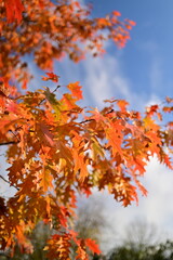 Golden autumn leaves seasonal background