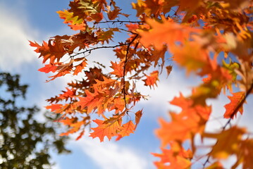 Golden autumn leaves creating a natural seasonal background.