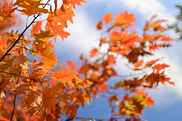 Golden autumn leaves seasonal background