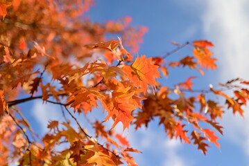 Autumn background with yellow fall leaves