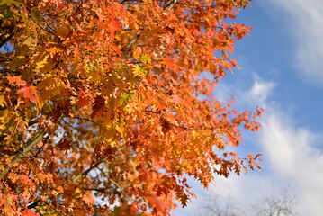 Yellow autumn leaves texture for background