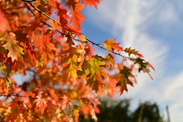 Fall foliage with colorful yellow leaves