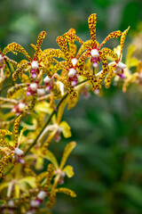 The charm of tiger orchid or scorpion orchid or also arachnis orchid