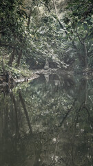 Dark and creepy river reflection with a horror forest. The scene is scary and mysterious. Mockup. Copy Space. Wallpaper or Halloween background