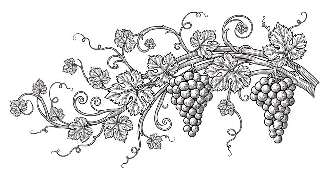 Elegant Black and White Grapevine Illustration with Clusters of Grapes and Leaves.