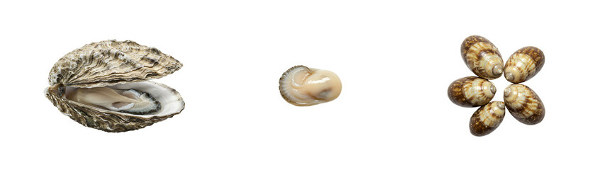 Freshly shucked oyster and delicate seashell arrangement ready for culinary delight or seaside decor