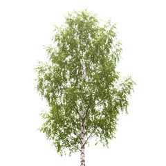 Obraz premium Birch Tree Isolated Young Birch on White Background Perfect for Nature Designs Spring Illustrations and Botanical Projects on transparent background