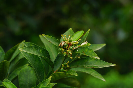 Citrus flowers are forming fruitlets 
