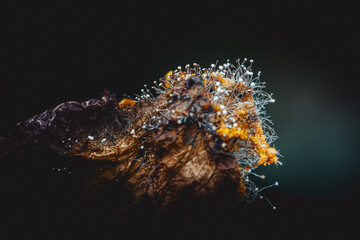 Yellow and white mold growing on rotten fruit skin