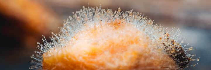 Mold growing on rotten apricot fruit: spoiled food close-up