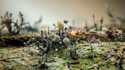Hairy pin mold growing on mossy surface