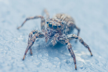 Jumping spider standing on a textured blue surface
