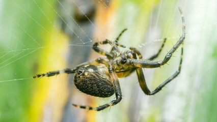 Spider weaving its web in the forest