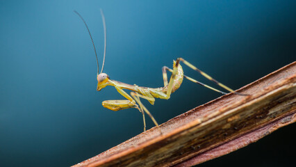 Praying mantis perched on a branch: a close-up view